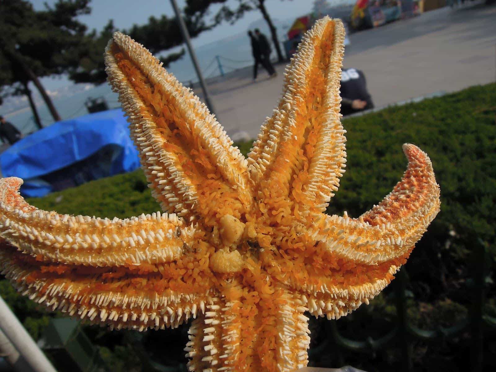 Starfish